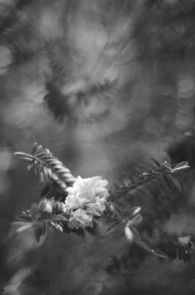 Hanami 2023 - 1
