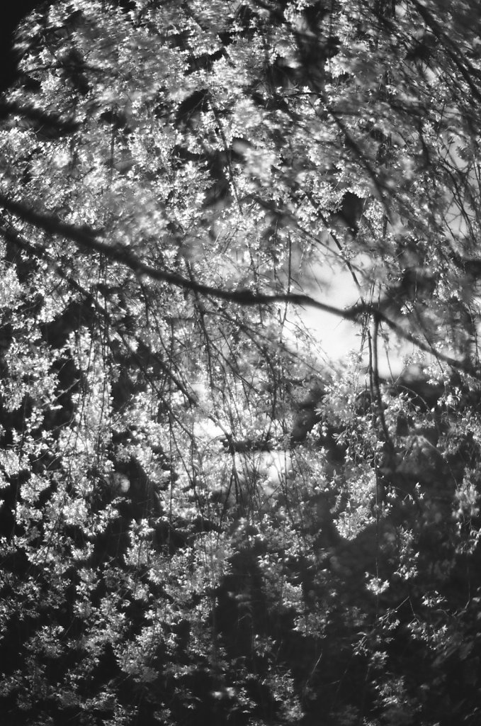 Hanami 2023 - 5
