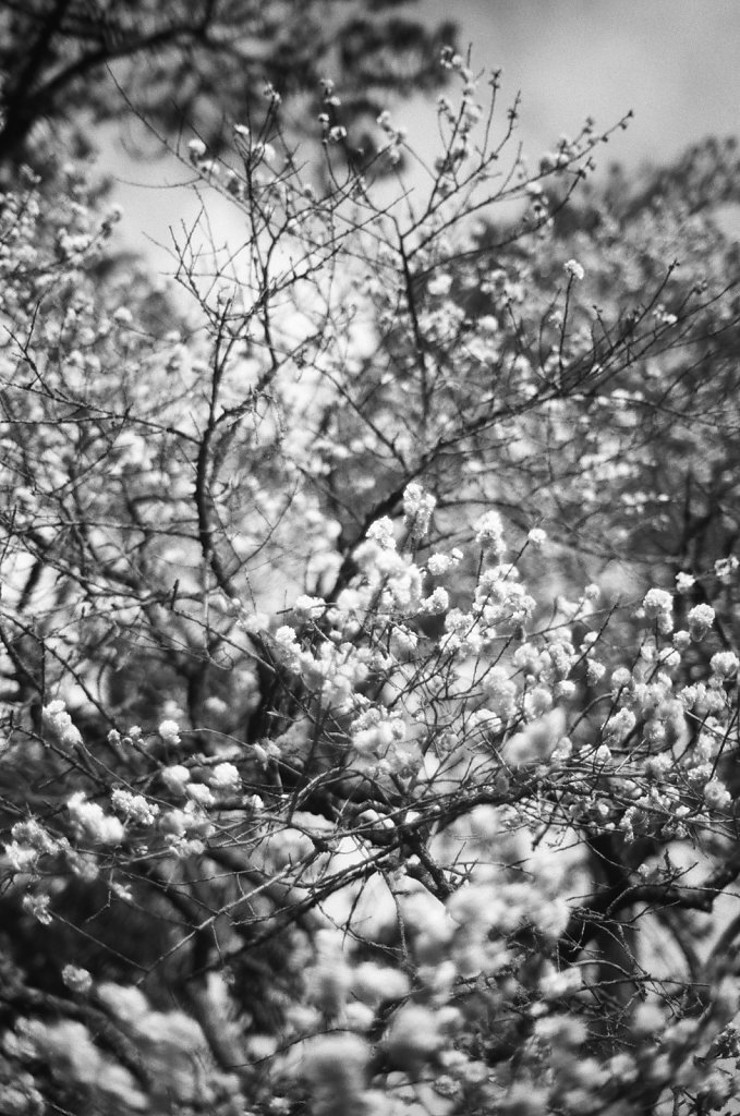 Hanami 2023 - 7