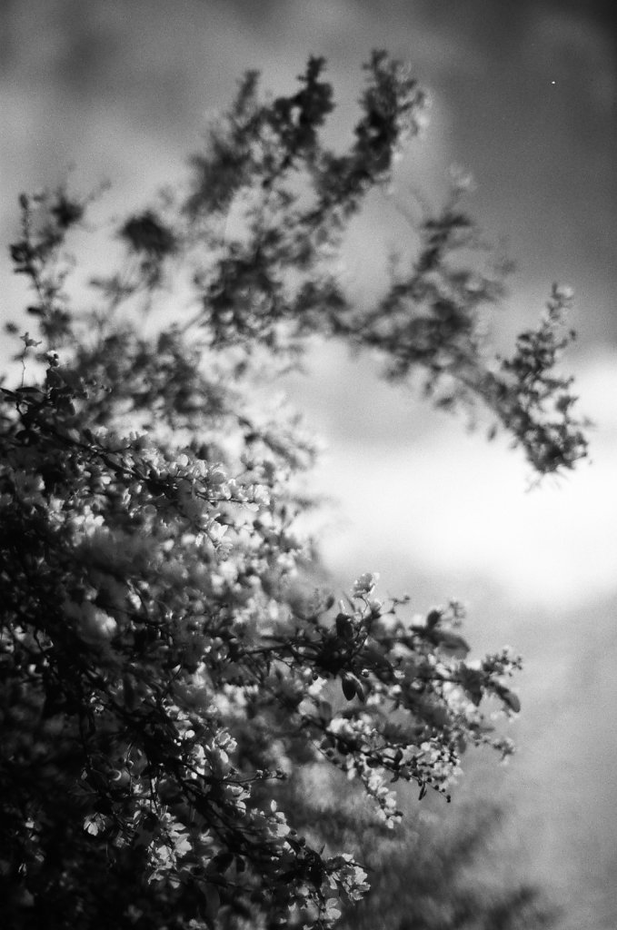 Hanami 2023 - 8
