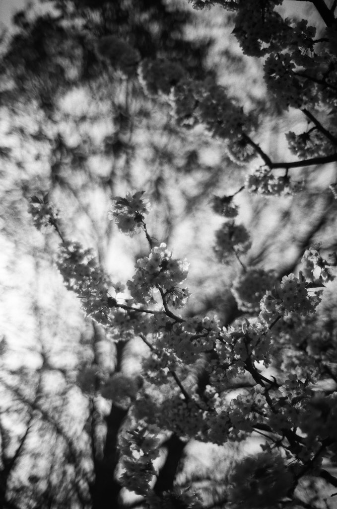 Hanami 2023 - 9