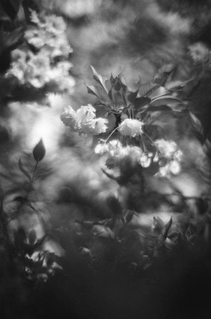 Hanami 2023 - 10