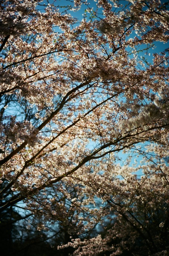 Hanami 2025 - 32