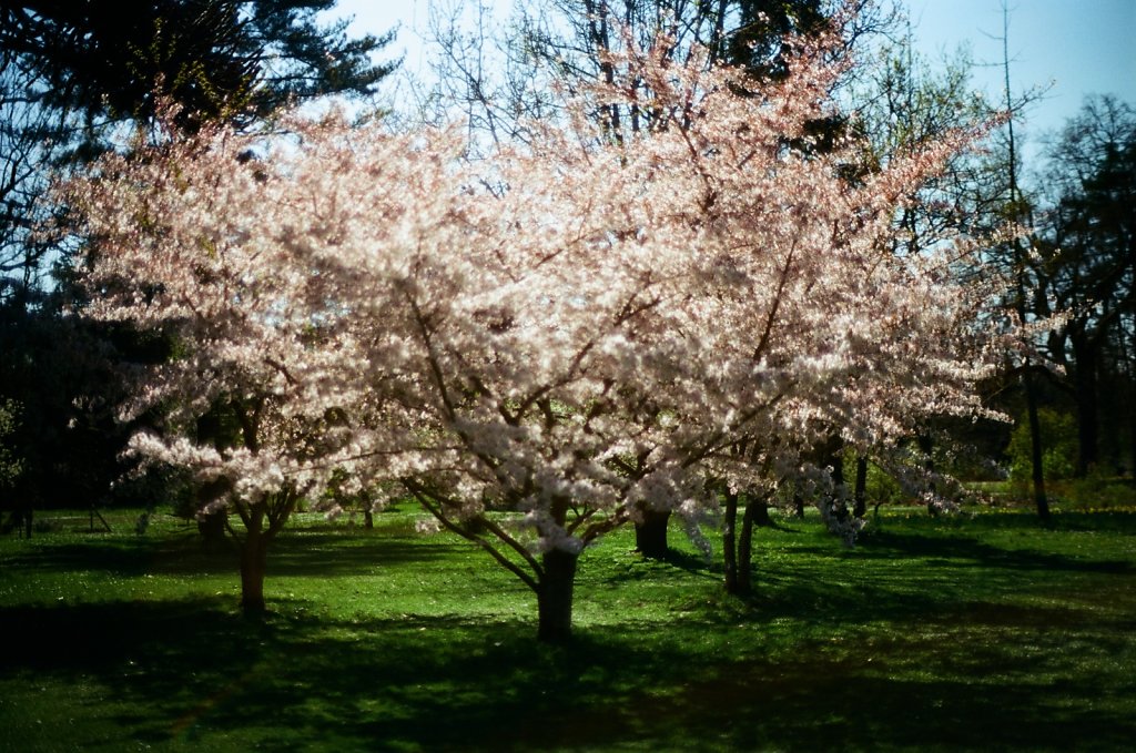 Hanami 2025