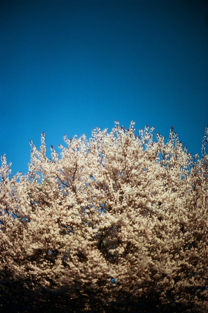 Hanami 2025 - 1