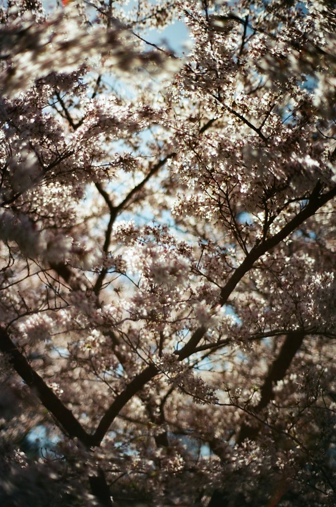 Hanami 2025 - 3