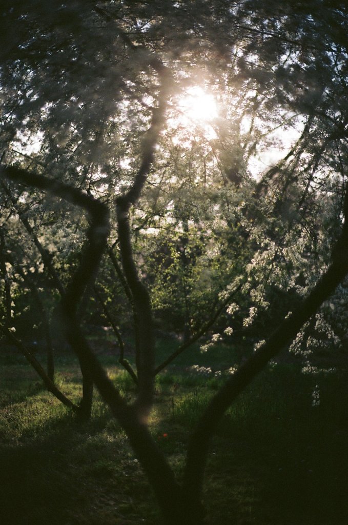 Hanami 2025 - 4