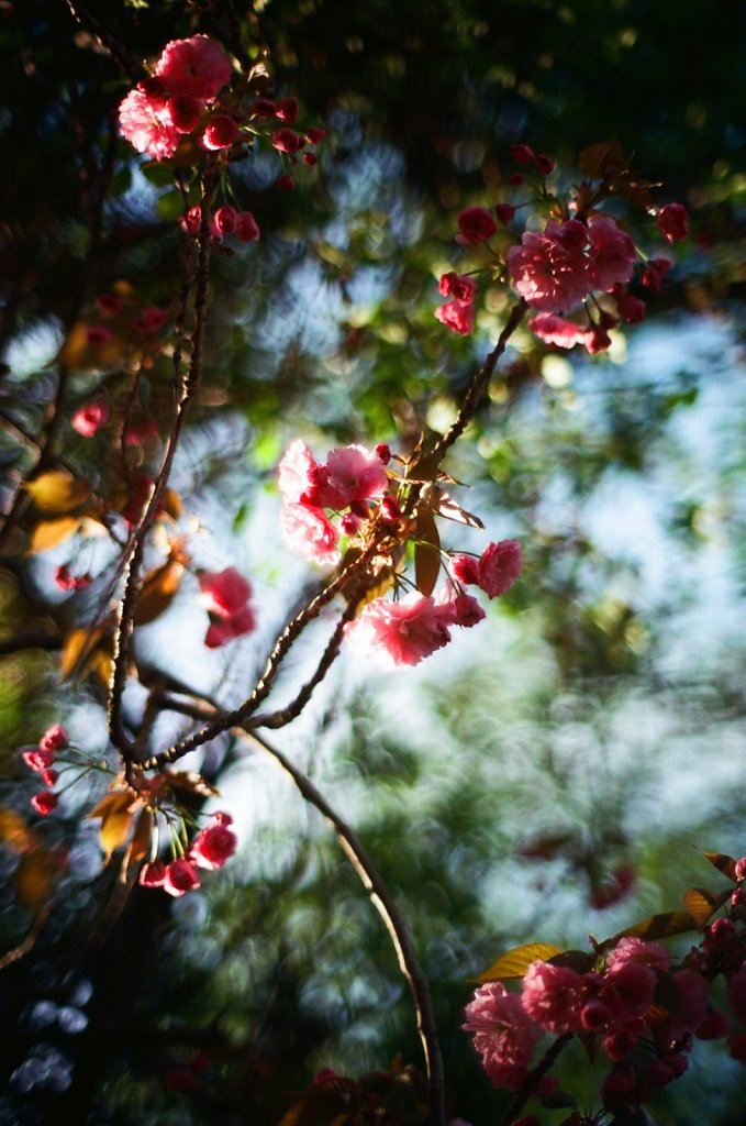 Hanami 2025 - 5
