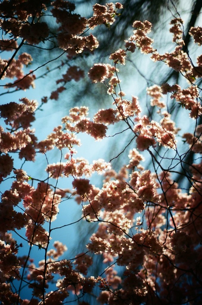 Hanami 2025 - 6