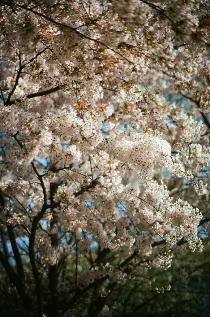 Hanami 2025 - 7