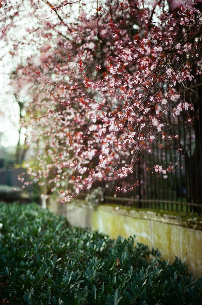 Hanami 2025 - 8