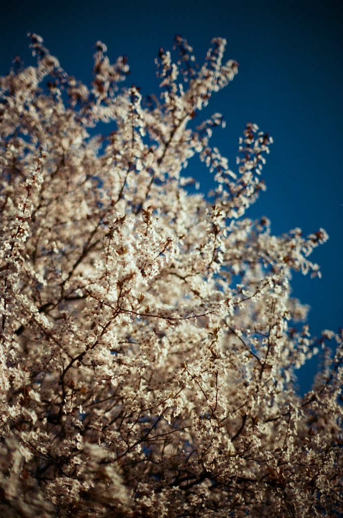 Hanami 2025 - 9