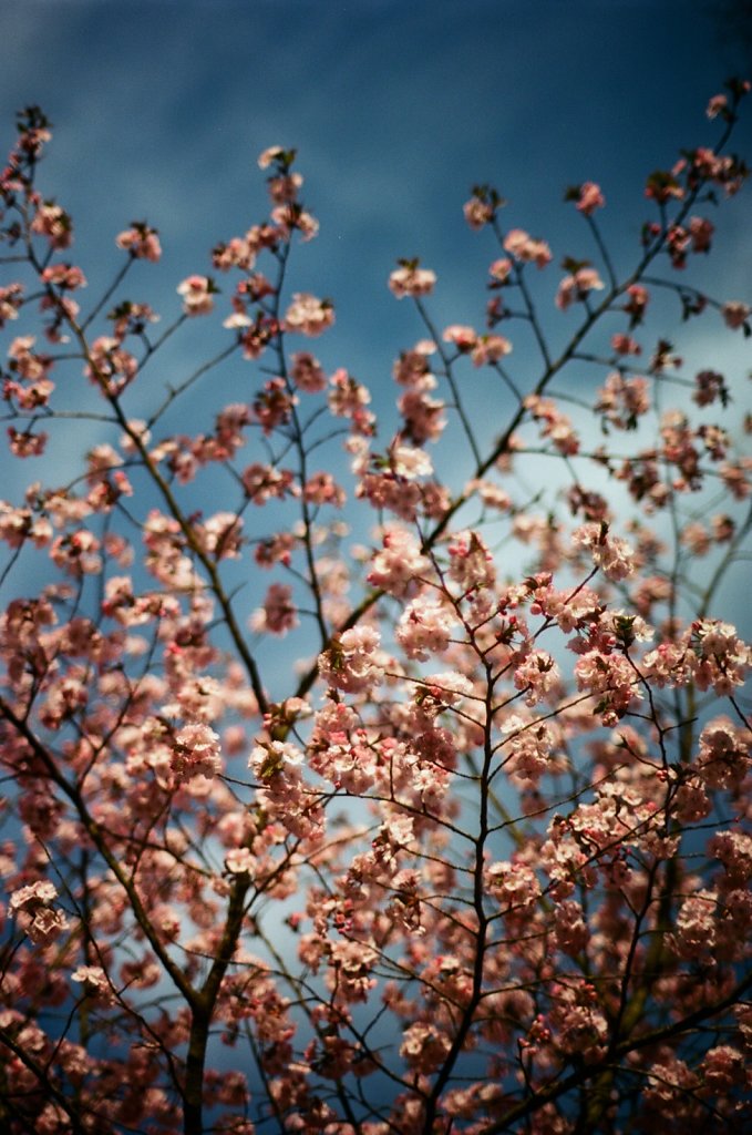Hanami 2025 - 10