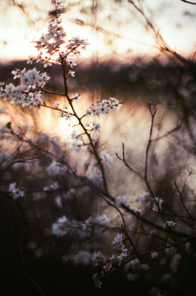 Hanami 2025 - 11