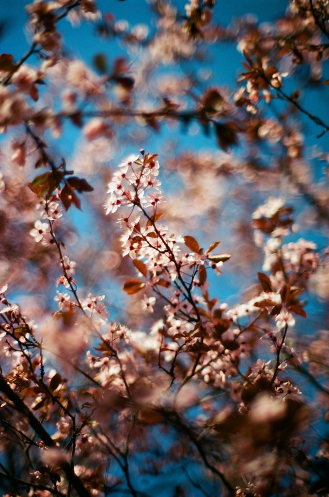Hanami 2025 - 13