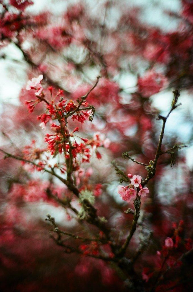 Hanami 2025 - 14