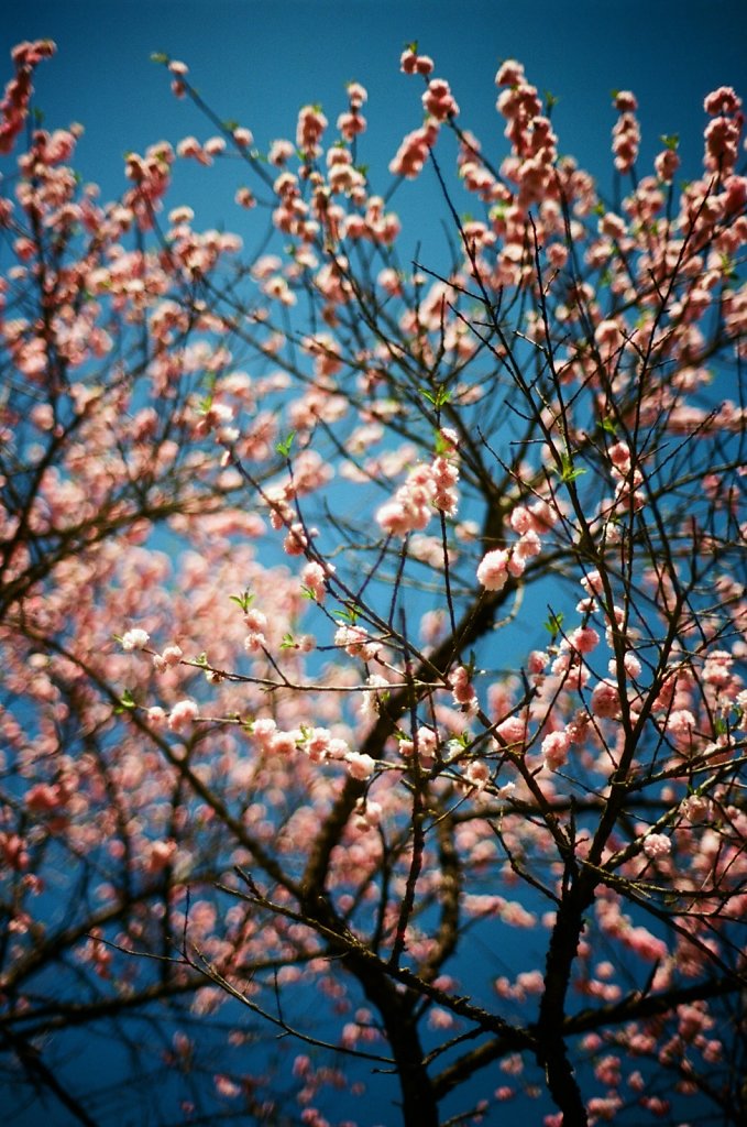 Hanami 2025 - 15