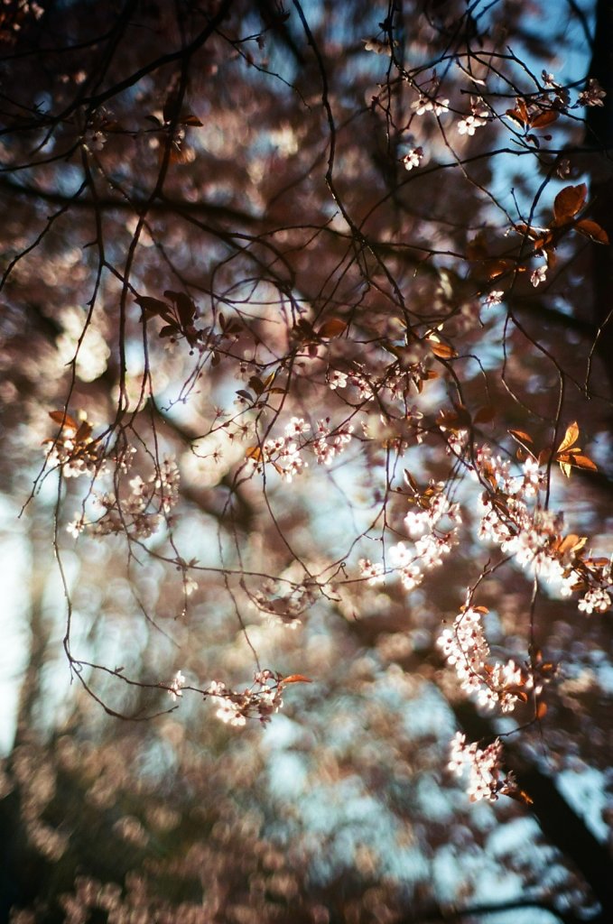 Hanami 2025 - 16