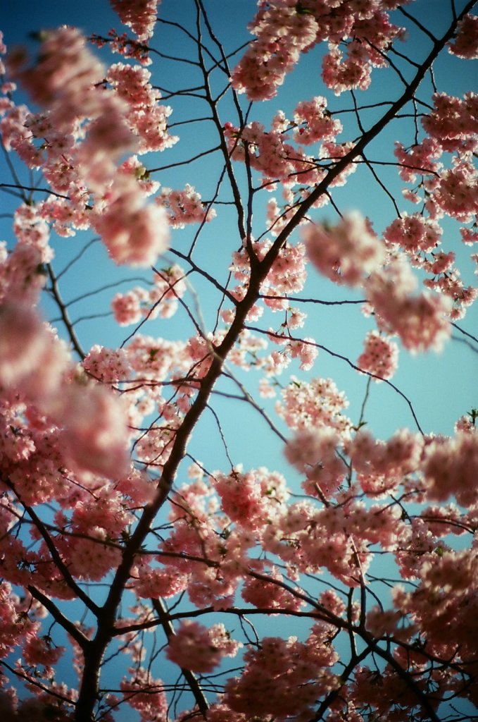 Hanami 2025 - 17