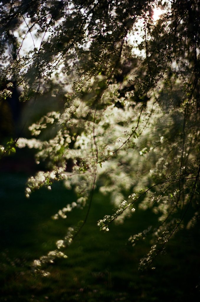 Hanami 2025 - 18