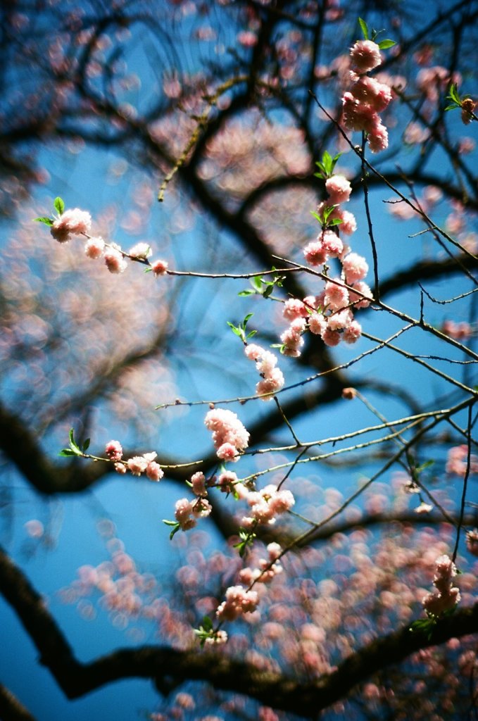 Hanami 2025 - 19