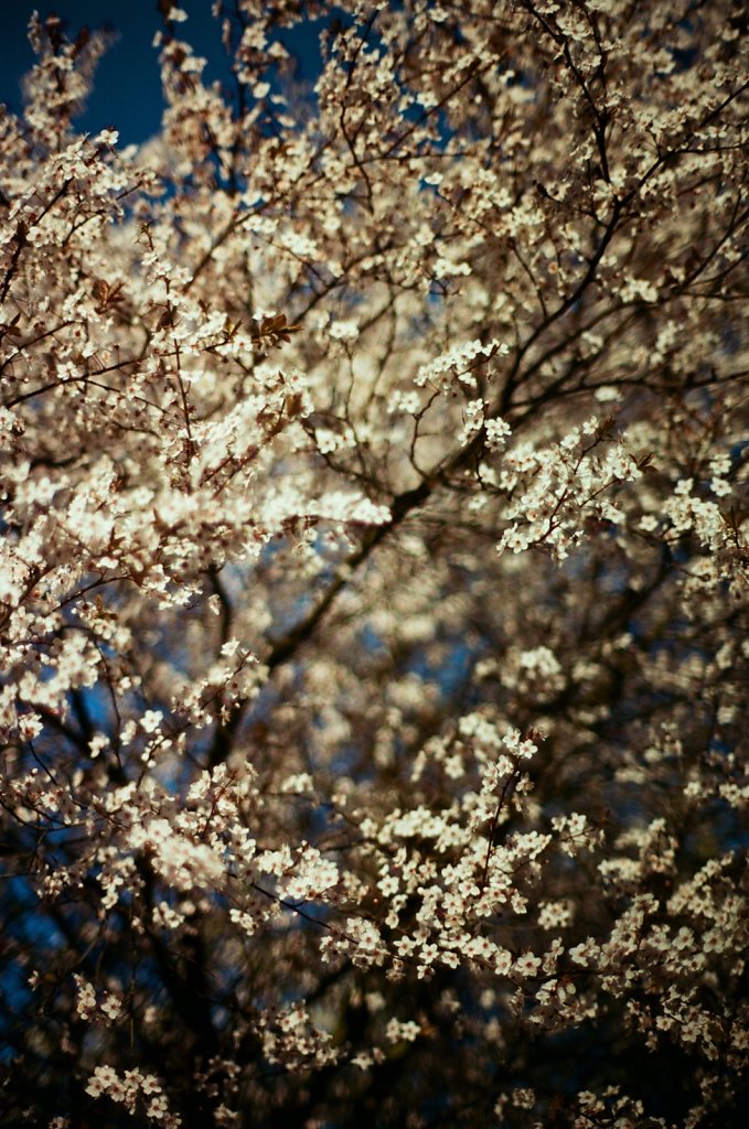 Hanami 2025 - 20