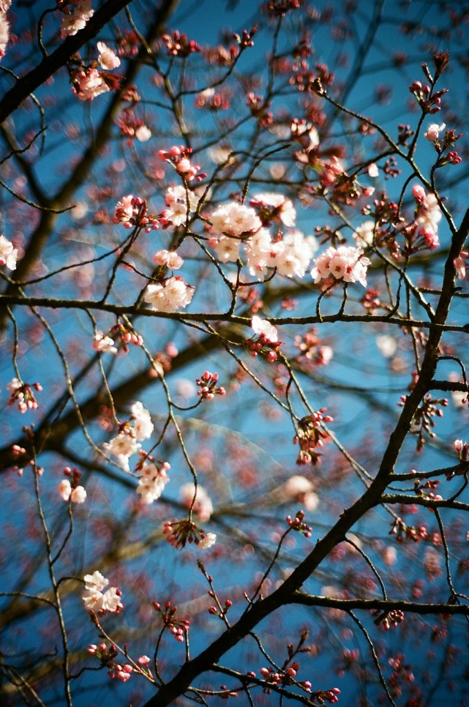 Hanami 2025 - 21