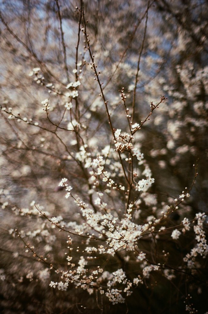 Hanami 2025 - 22