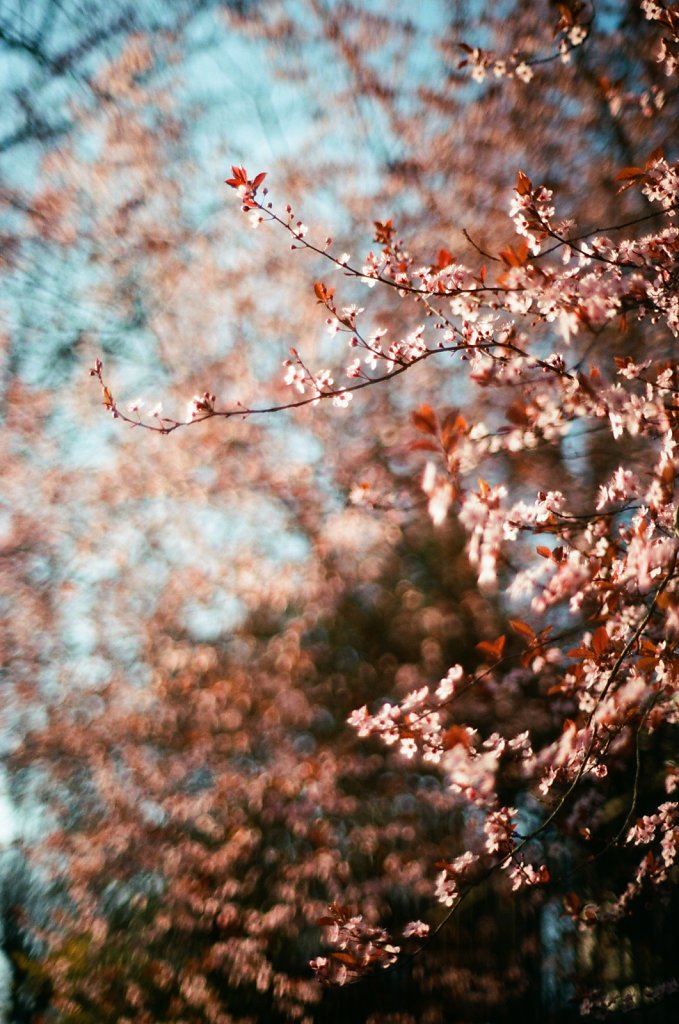 Hanami 2025 - 23