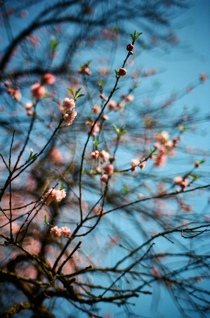 Hanami 2025 - 25