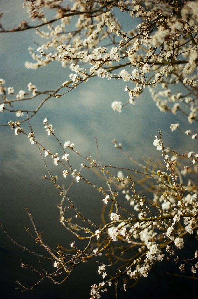 Hanami 2025 - 26