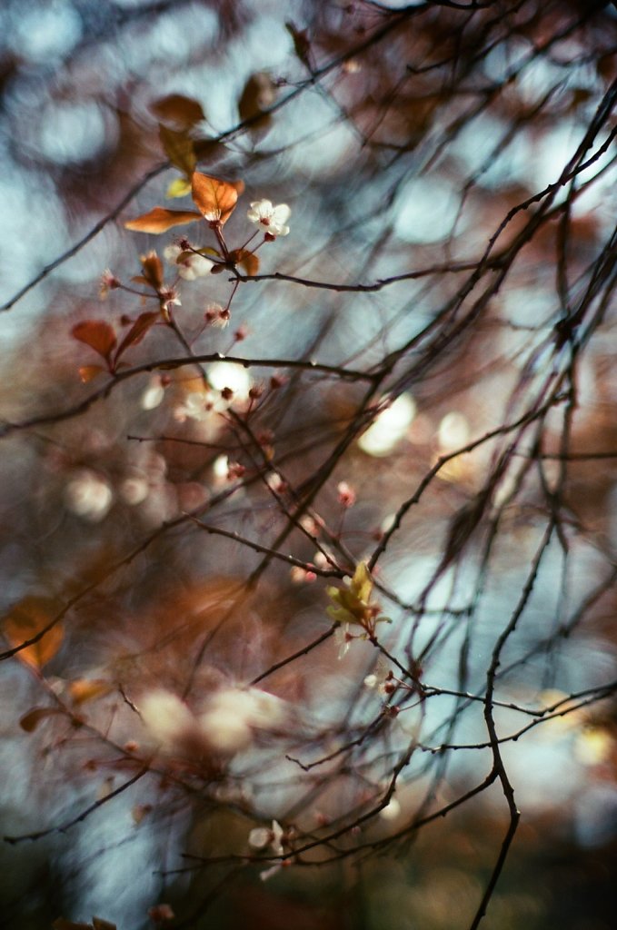 Hanami 2025 - 28