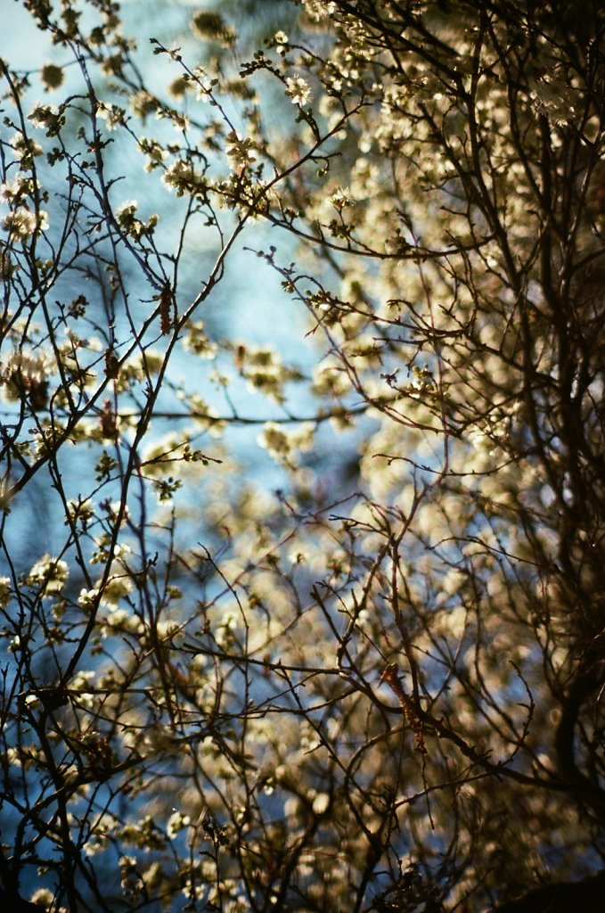 Hanami 2025 - 29