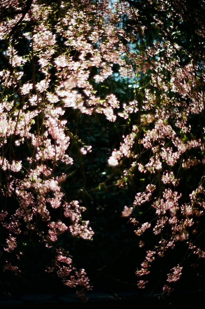 Hanami 2025 - 30