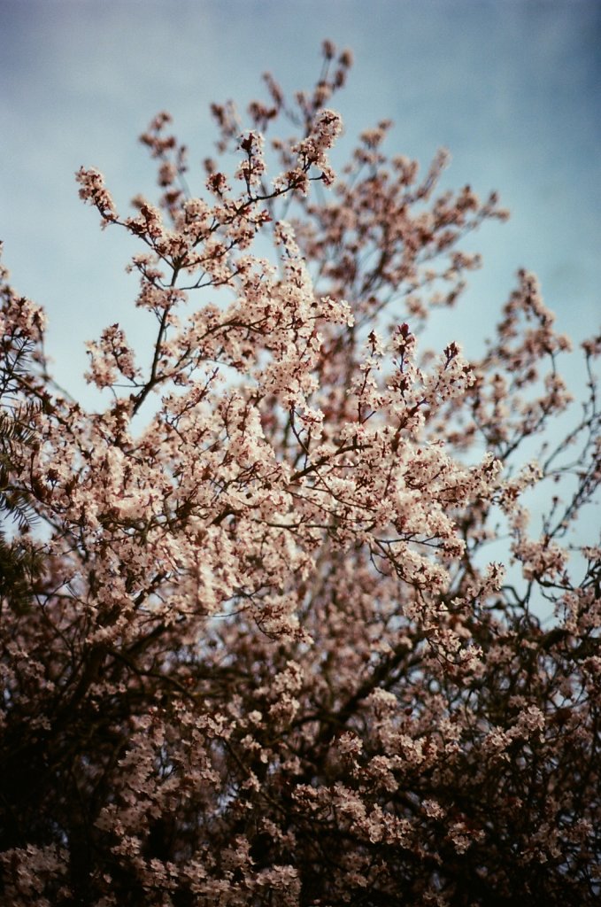 Hanami 2025 - 31